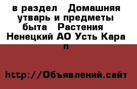  в раздел : Домашняя утварь и предметы быта » Растения . Ненецкий АО,Усть-Кара п.